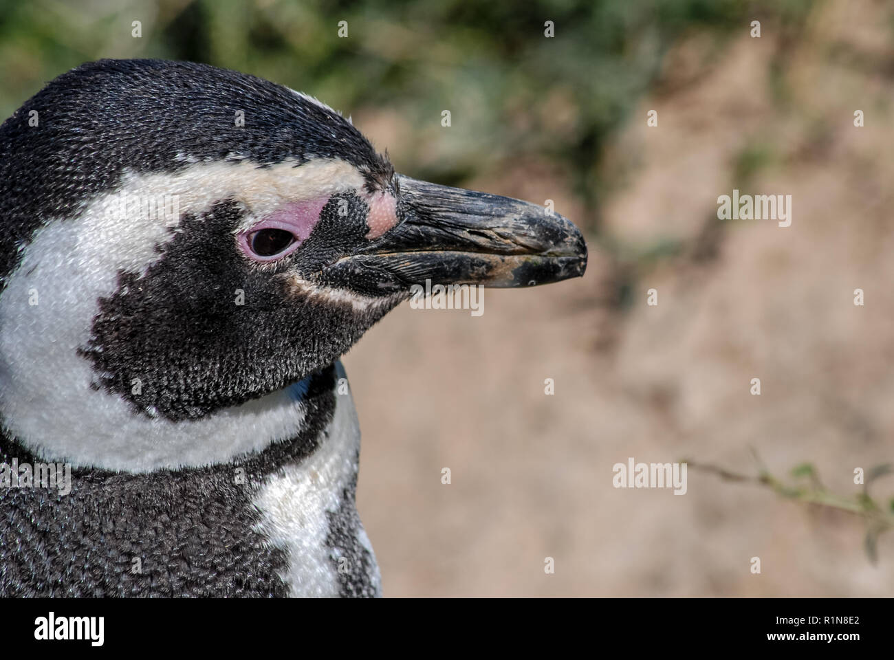 Close up dei pinguini di Magellano a Punta Tombo Foto Stock