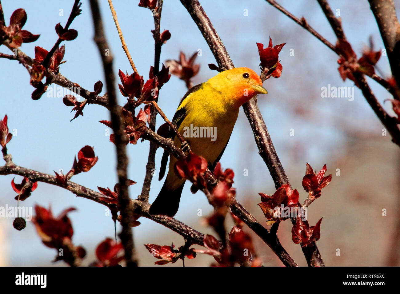 Western Tanager, Piranga ludoviciana, nido in foreste di conifere del nord e le alte montagne. Foto Stock