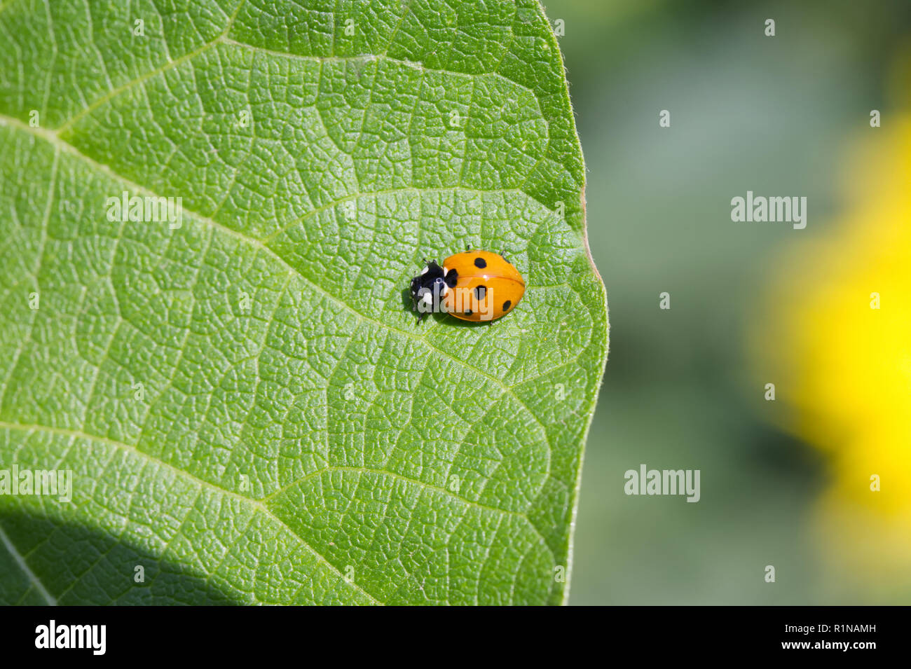 Sette spot ladybird su una foglia. Foto Stock