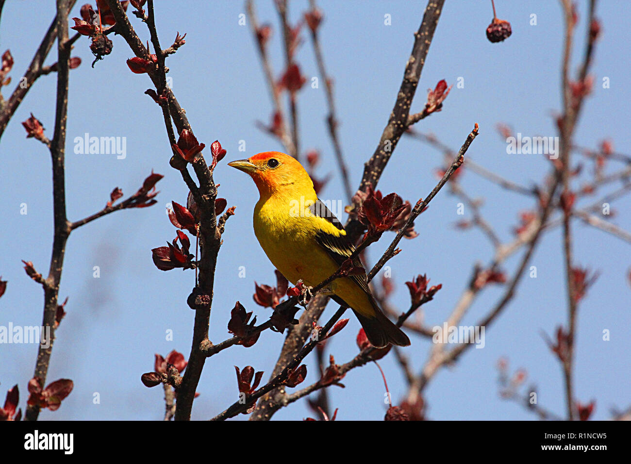 Western Tanager, Piranga ludoviciana, - il nido in foreste di conifere del nord e le alte montagne. Foto Stock
