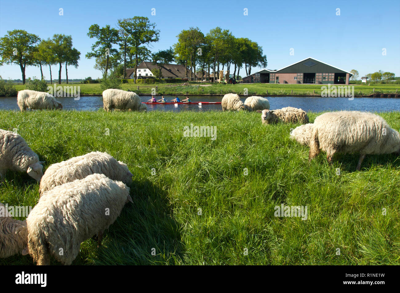 Una barca a remi che viaggiano sul canal de EEM e il passaggio di pecore e di una casa colonica, Paesi Bassi Foto Stock