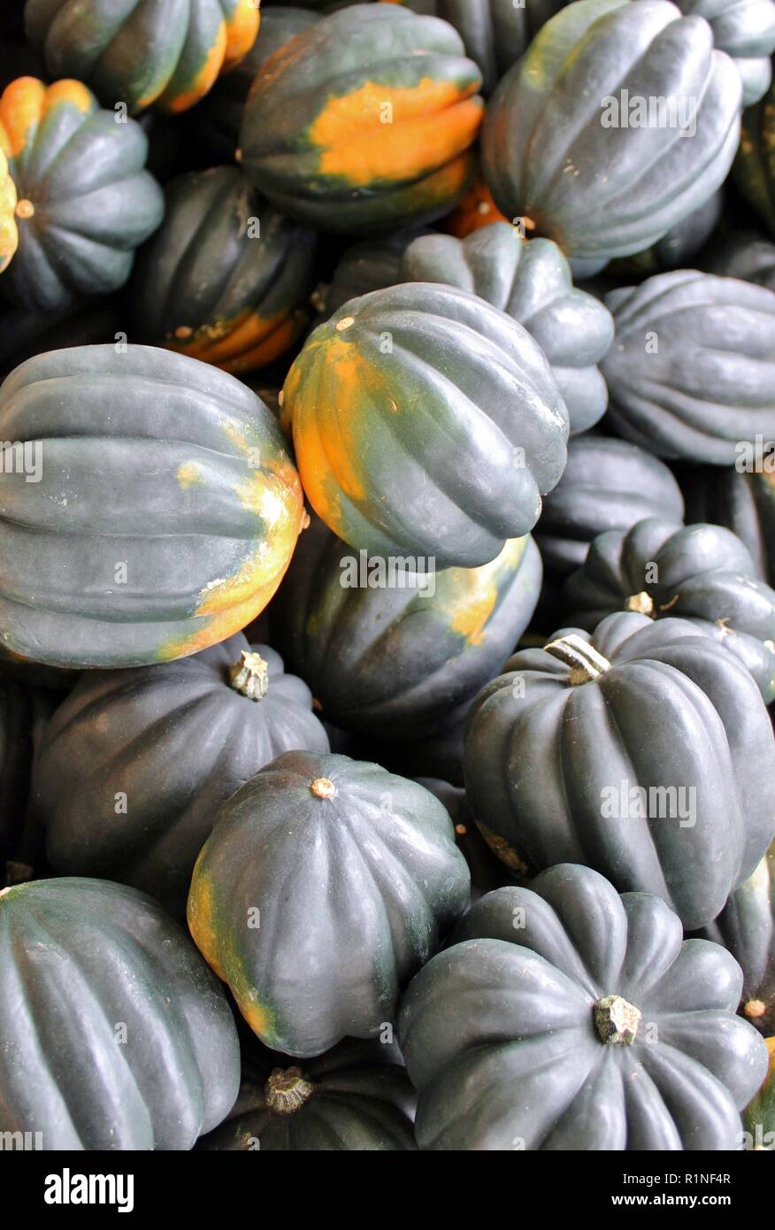 Raccolta di Acorn Squash Riempimento immagine Foto Stock