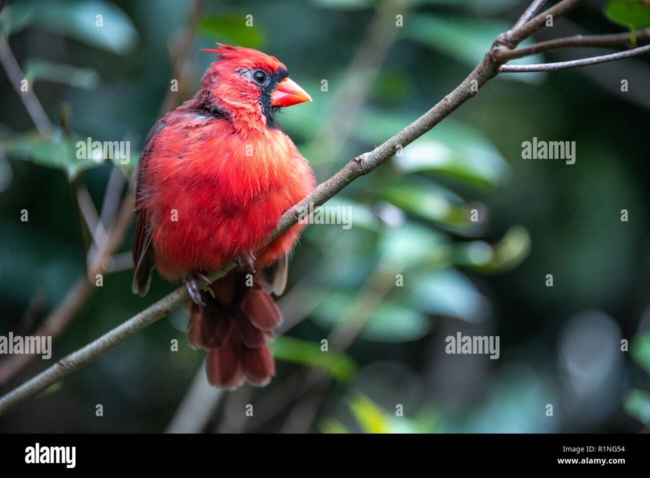 Rosso brillante cardinale maschio arroccato su di un lembo di albero. (USA) Foto Stock