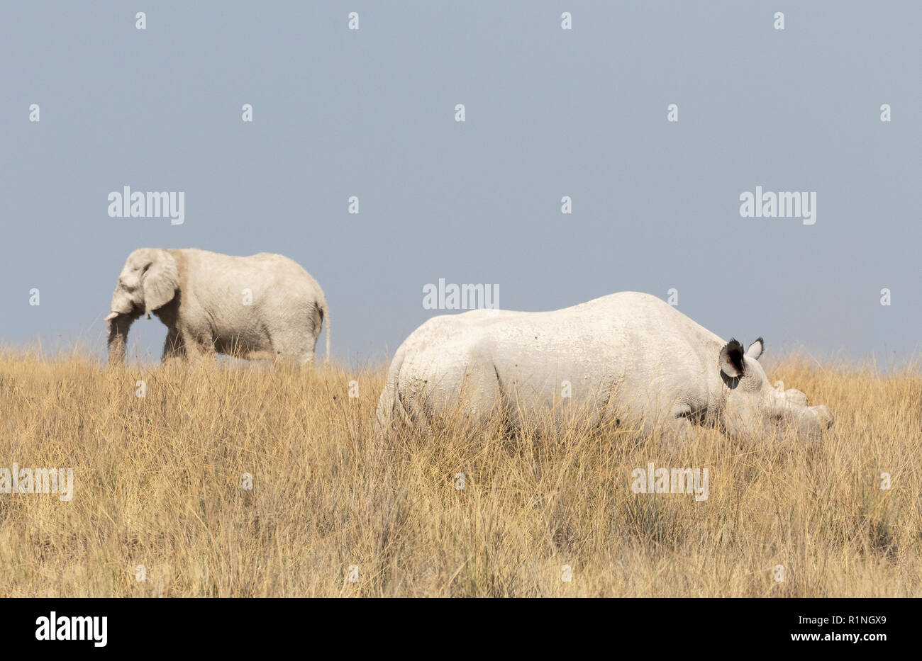 Elefante africano e di rinoceronte bianco, due dei cinque grandi nel parco nazionale Etosha, Namibia Africa Foto Stock