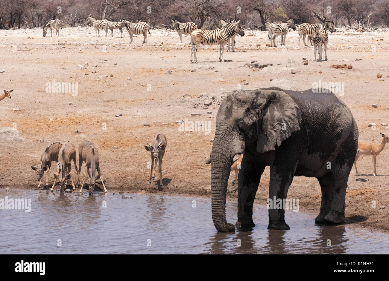 Africa wildlife, Africa viaggio; - l'Elefante, Kudu zebre e impala - varietà di animali selvatici a Waterhole, il Parco Nazionale di Etosha, Namibia Africa - Foto Stock