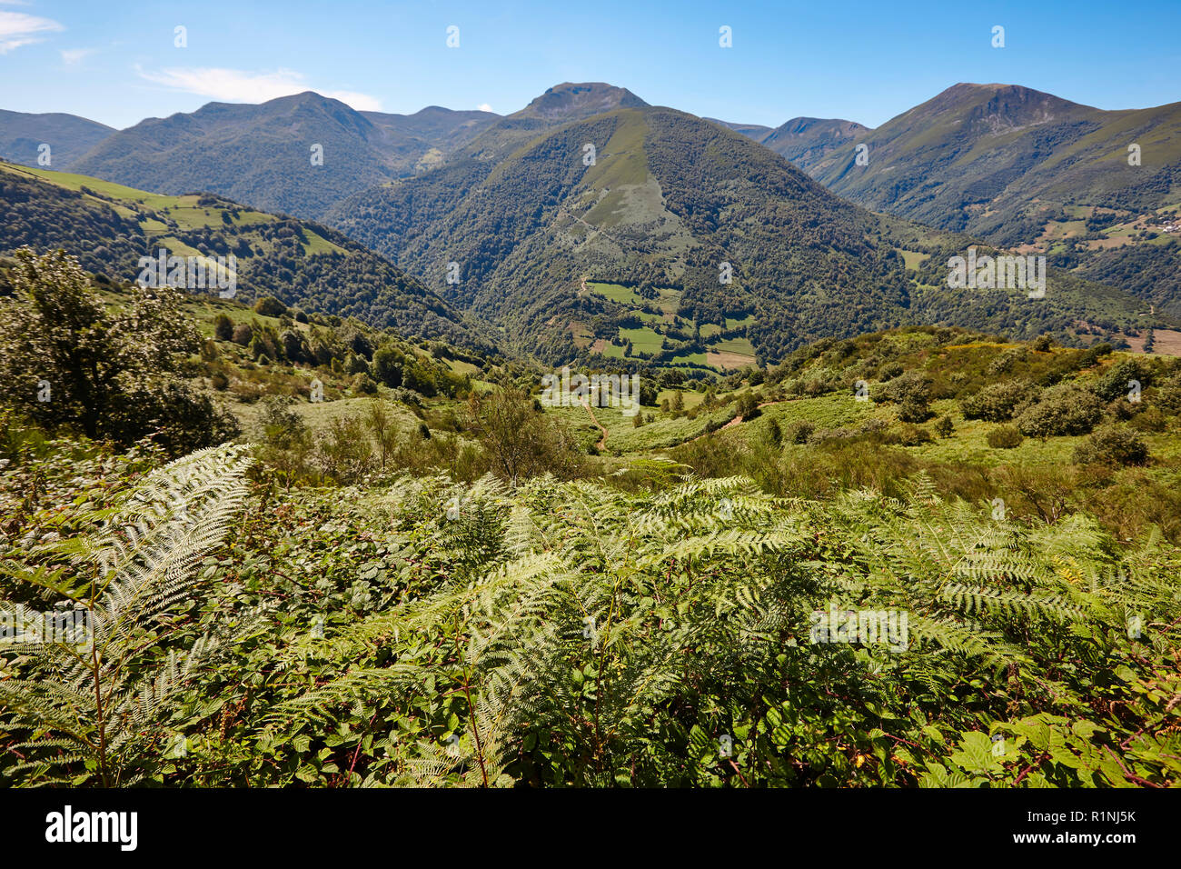 Foresta verde paesaggio di montagna nelle Asturie. Natura turismo in Spagna. Foto Stock