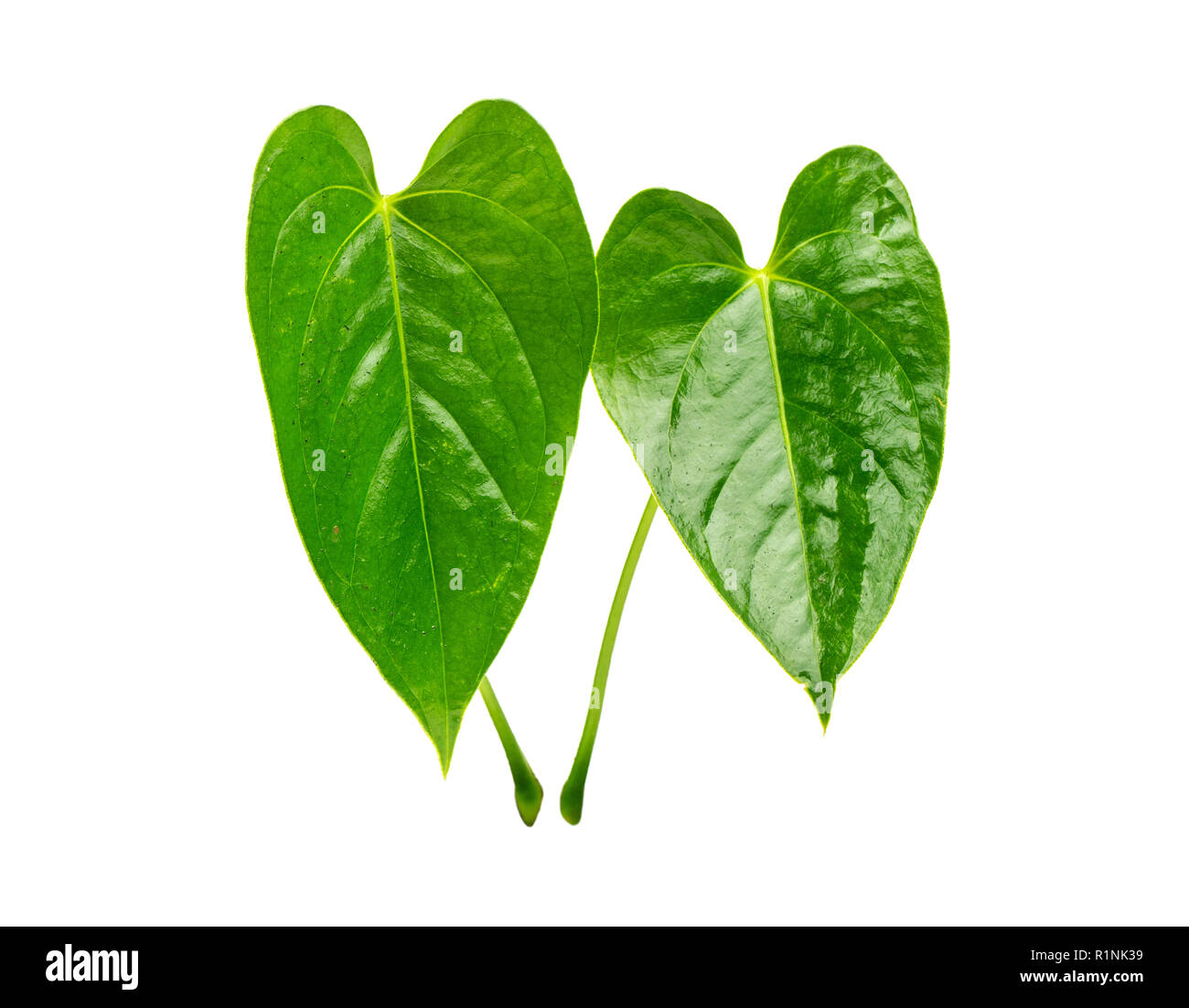 Due foglie verde fiore Anthurium isolati su sfondo bianco Foto stock - Alamy