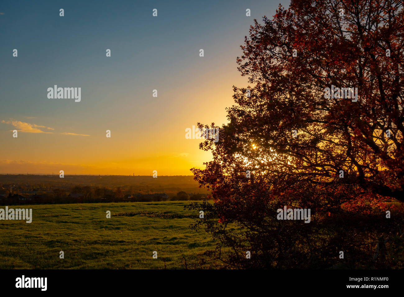 Tramonto attraverso un albero su campi Foto Stock