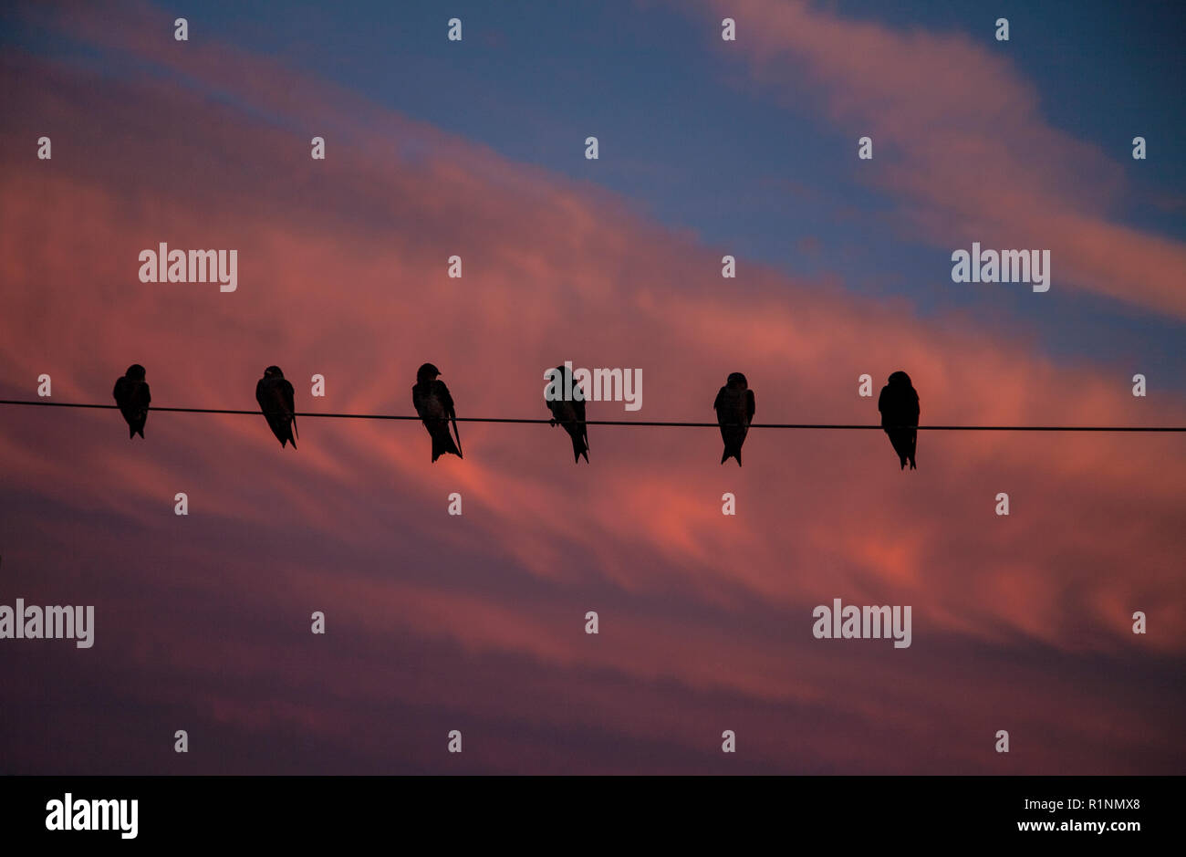 Sagome di Viola Martin uccelli su un filo vicino a Martin casa con sunrise sky, Lancaster County, Pennsylvania, USA, PA, USA, Paese Amish Foto Stock