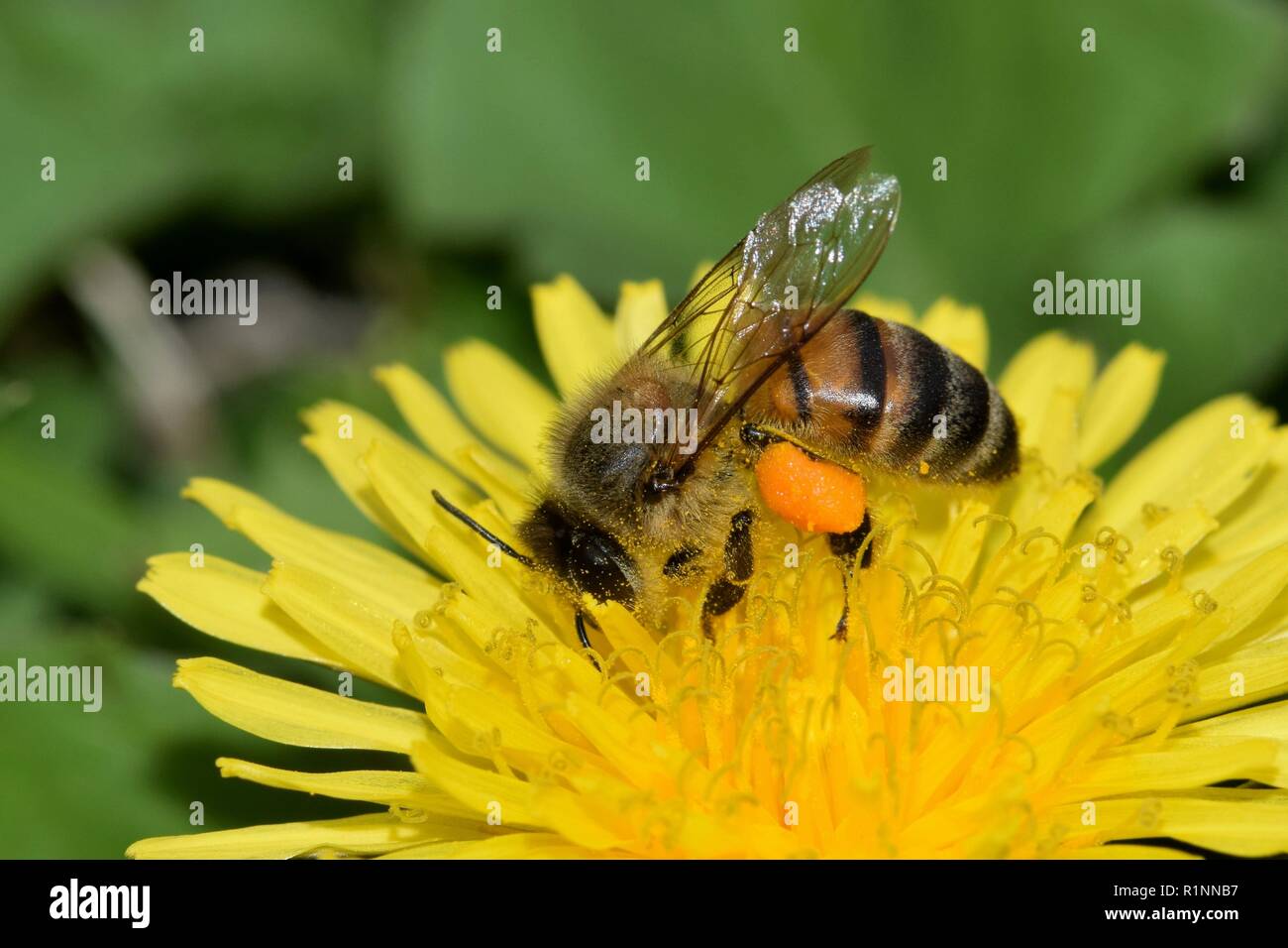 Bee impollinatori un giallo fiore di tarassaco durante il caldo clima di Houston. Nota il pieno di sacche di polline le api gambe. Foto Stock