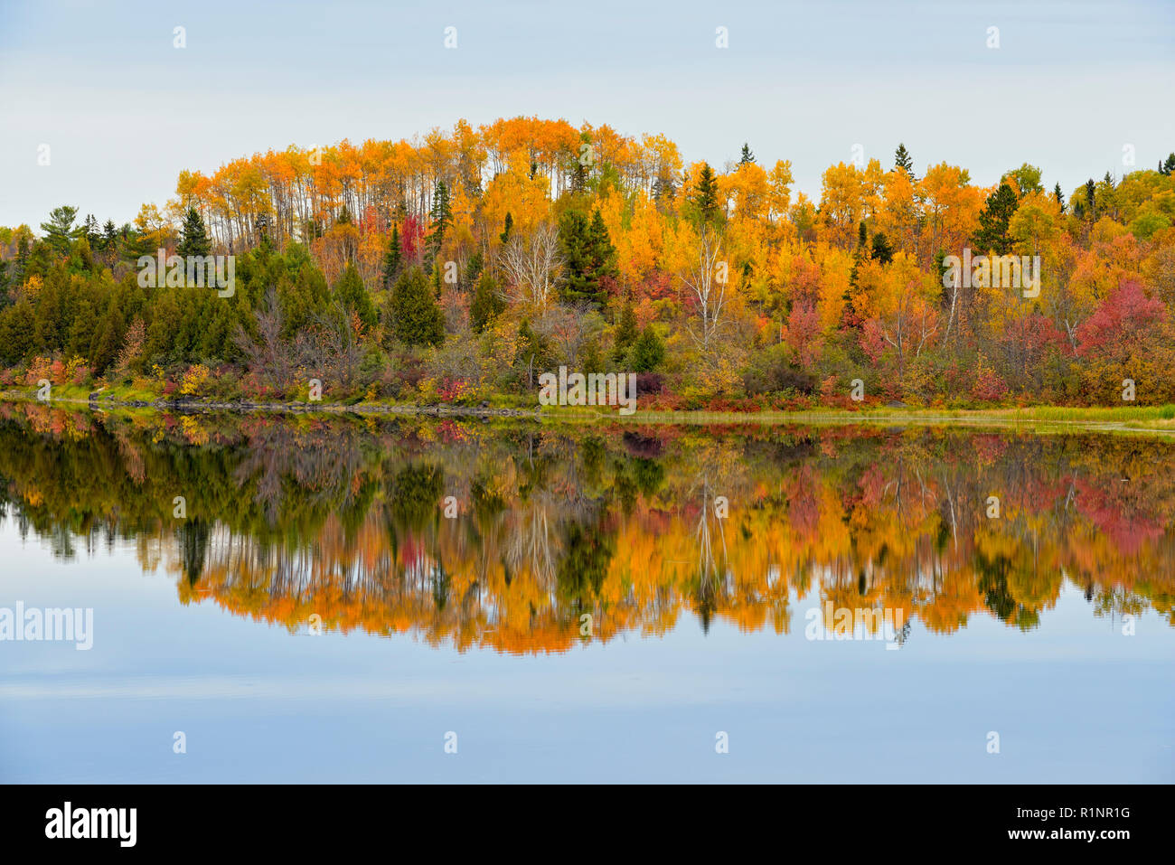 Colore di autunno in una betulla, Aspen, acero Misto bosco di latifoglie riflessa nel fiume Vermiglio, maggiore Sudbury Walden, Ontario, Canada Foto Stock