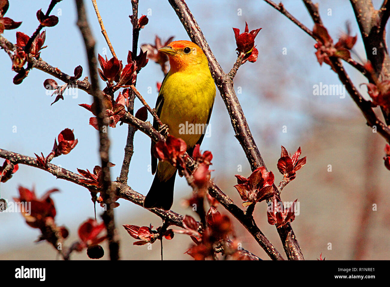 Western Tanager, Piranga ludoviciana, - il nido in foreste di conifere del nord e le alte montagne. Foto Stock