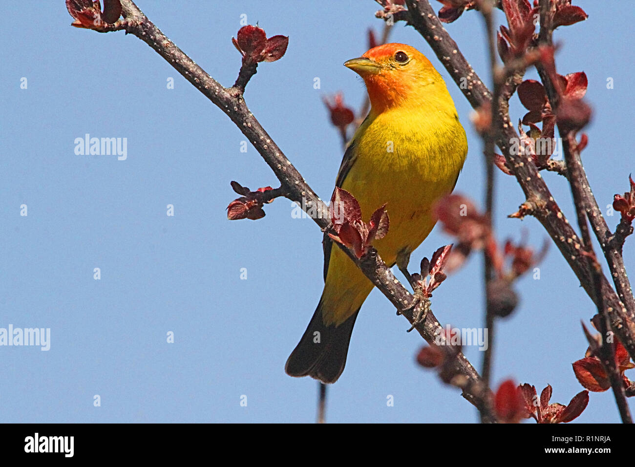 Western Tanager, Piranga ludoviciana, - il nido in foreste di conifere del nord e le alte montagne. Foto Stock