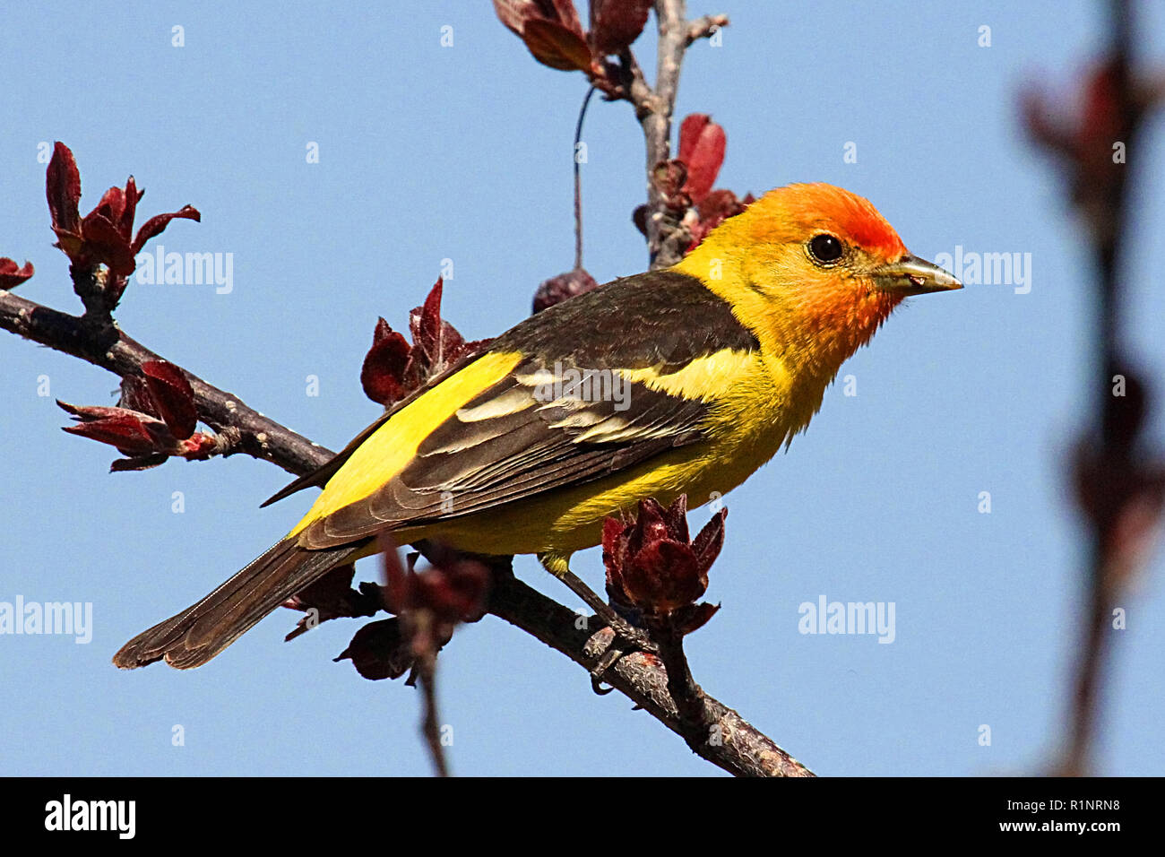 Western Tanager, Piranga ludoviciana, - il nido in foreste di conifere del nord e le alte montagne. Foto Stock