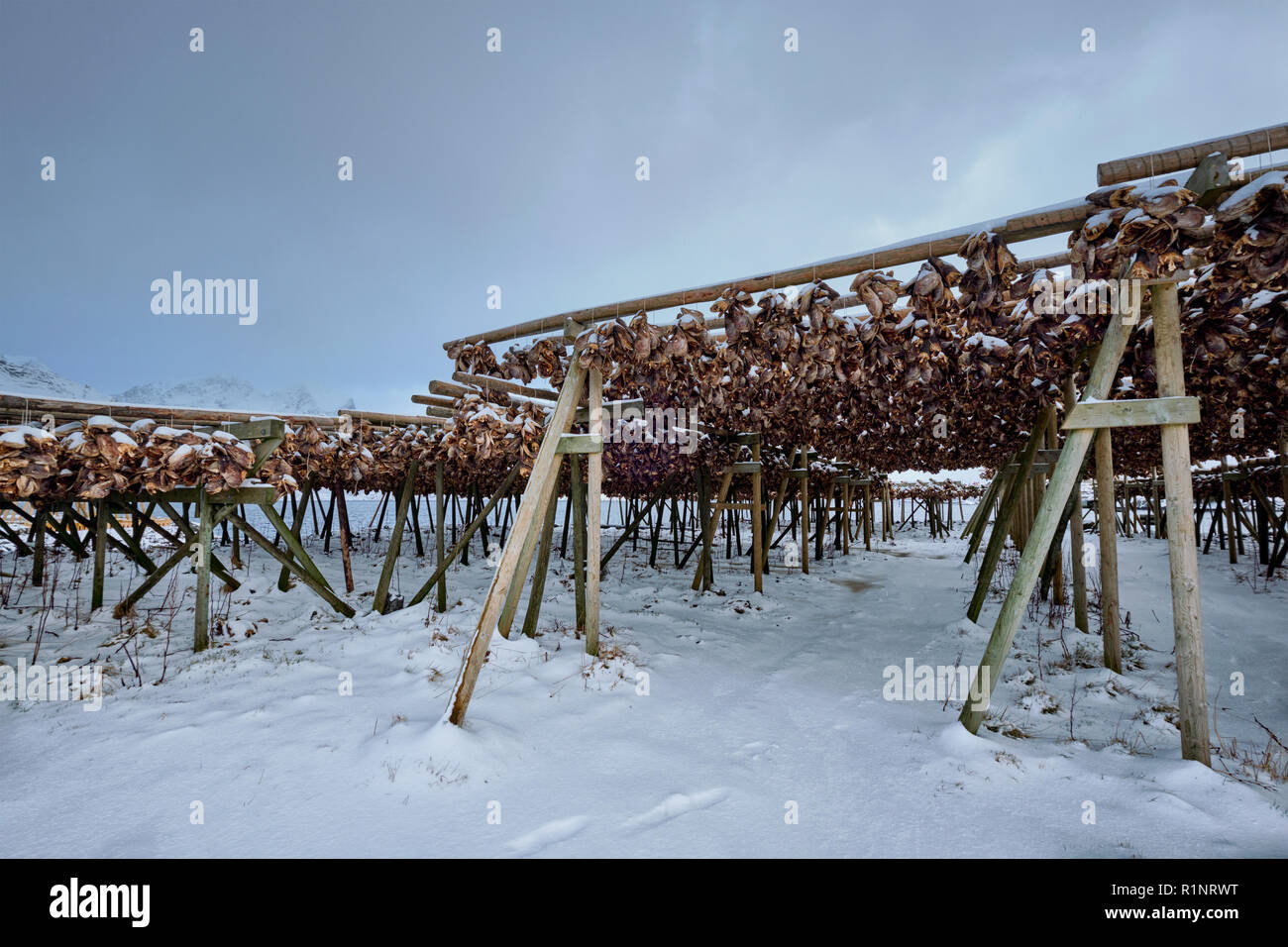 Fiocchi di essiccazione per stoccafisso baccalà in inverno. Isole Lofoten, Foto Stock
