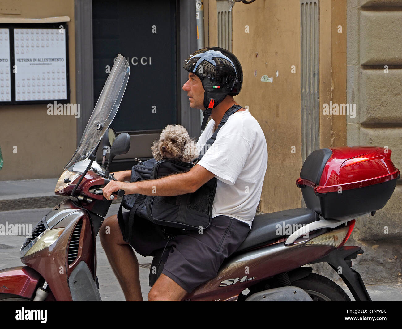 Uomo su scooter con white t shirt & casco nero che trasportano grigio cane barboncino nella borsa a tracolla per il suo giro in attraversamento pedonale in Firenze, Toscana, Italia Foto Stock