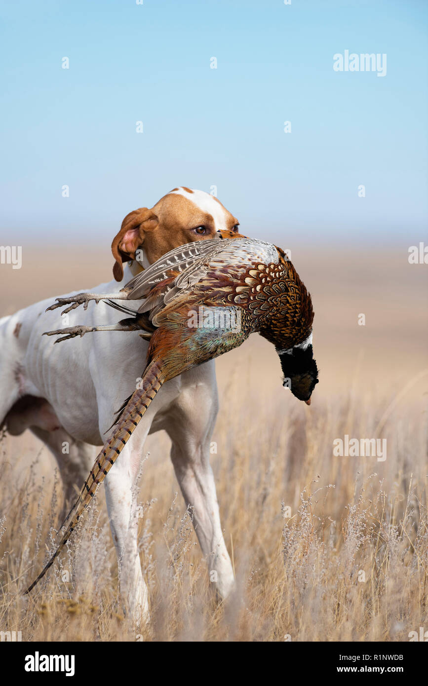 Un inglese un puntatore con un gallo fagiano in Sud Dakota Foto Stock