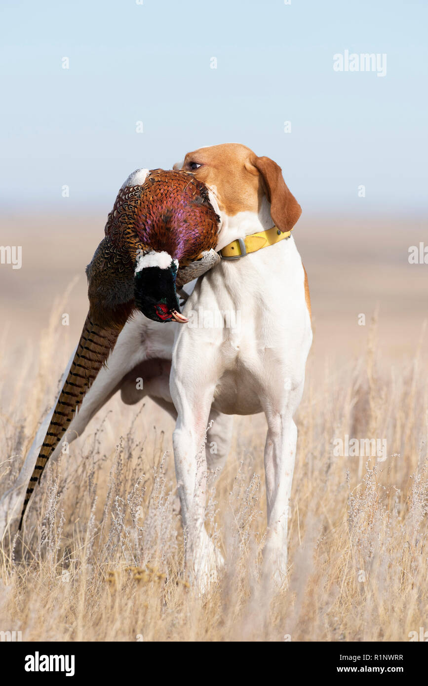 Un inglese un puntatore con un gallo fagiano in Sud Dakota Foto Stock