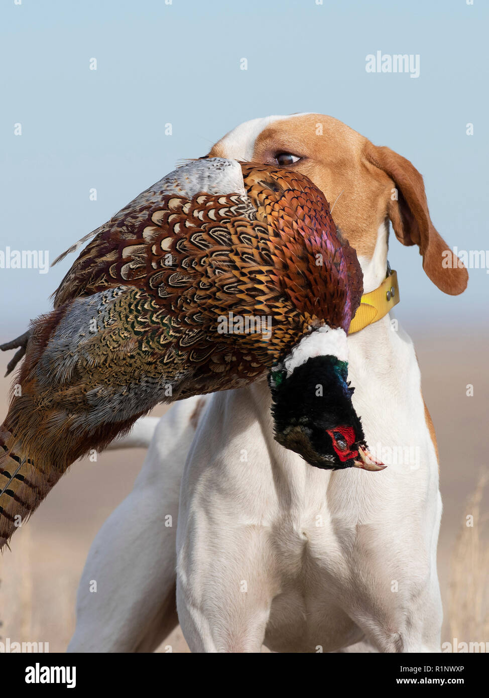 Un inglese un puntatore con un gallo fagiano in Sud Dakota Foto Stock