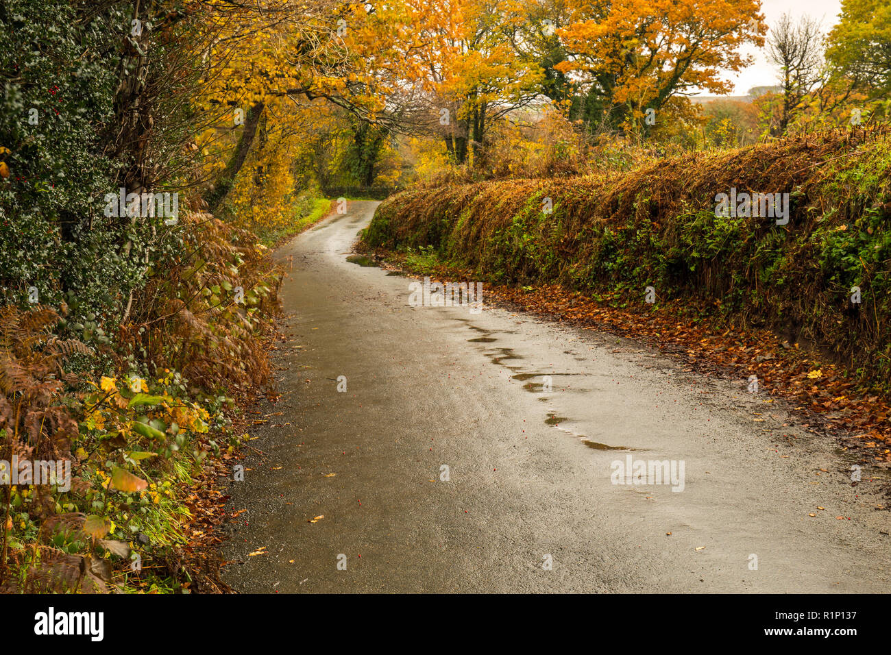 Bellissimi colori autunnali di Dartmoor nel Devon , Inghilterra Foto Stock