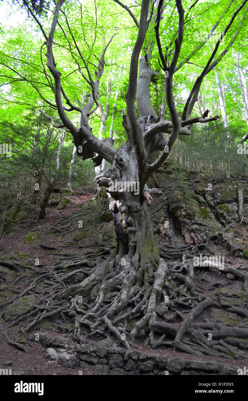 Il "padre" di faggio (Faig pare), un 250-anno vecchio faggio nella Fageda del Retaule riserva naturale, Els Massiccio Porte (Tarragona Catalogna) Foto Stock