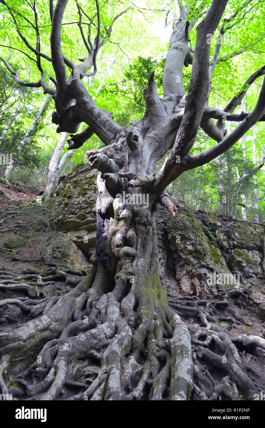 Il "padre" di faggio (Faig pare), un 250-anno vecchio faggio nella Fageda del Retaule riserva naturale, Els Massiccio Porte (Tarragona Catalogna) Foto Stock