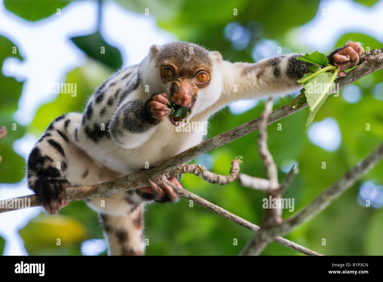 A Waigeo Spotted Cuscus (Spilocuscus papuensis) è un endemico marsupiale di Waigeo Island, Raja Ampat, Indonesia. Foto Stock
