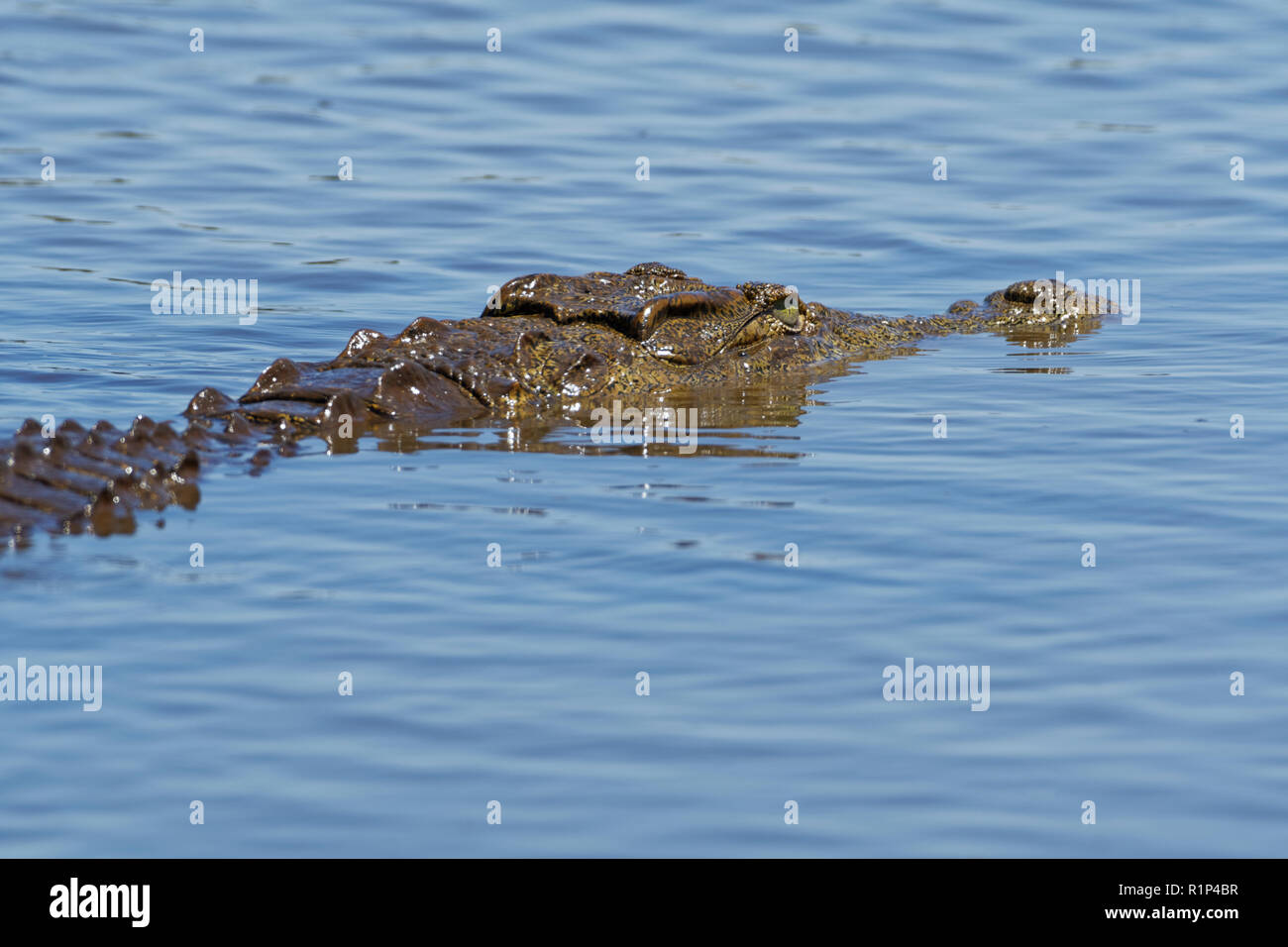 Coccodrillo del Nilo (Crocodylus niloticus) in acqua, Tramonto Dam, Parco Nazionale Kruger, Mpumalanga, Sud Africa e Africa Foto Stock