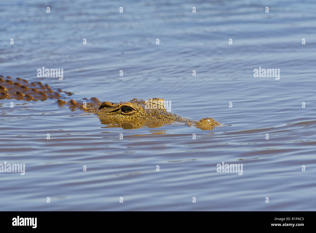 Coccodrillo del Nilo (Crocodylus niloticus) in acqua, Tramonto Dam, Parco Nazionale Kruger, Mpumalanga, Sud Africa e Africa Foto Stock
