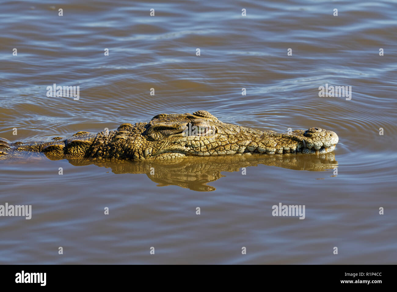 Coccodrillo del Nilo (Crocodylus niloticus) in acqua, Tramonto Dam, Parco Nazionale Kruger, Mpumalanga, Sud Africa e Africa Foto Stock