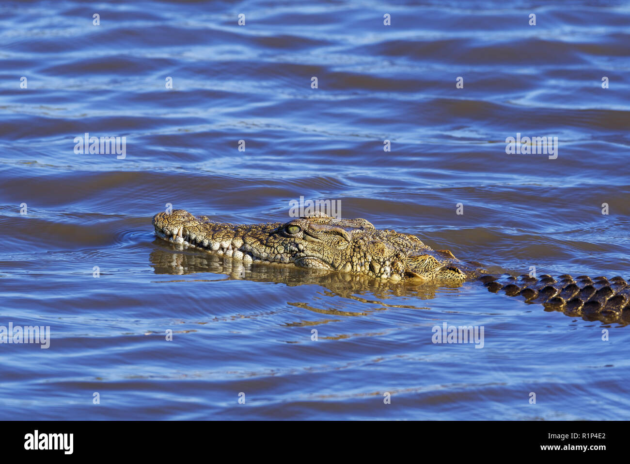 Coccodrillo del Nilo (Crocodylus niloticus) in acqua, Tramonto Dam, Parco Nazionale Kruger, Mpumalanga, Sud Africa e Africa Foto Stock
