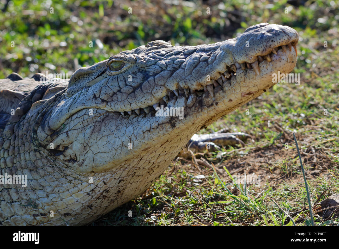 Coccodrillo del Nilo (Crocodylus niloticus) prendere il sole sulla riva, Tramonto Dam, Parco Nazionale Kruger, Mpumalanga, Sud Africa e Africa Foto Stock