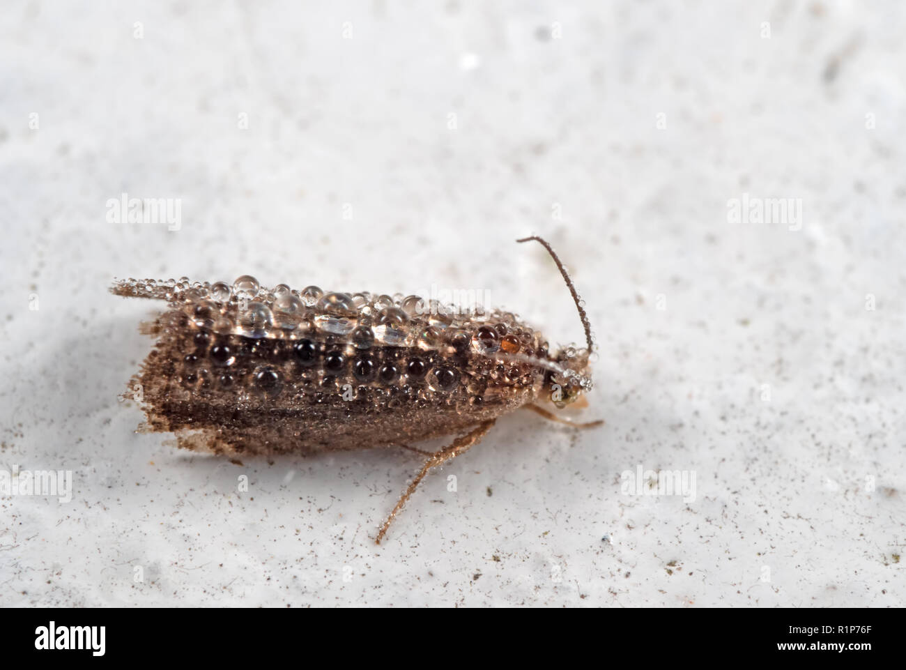 La fotografia macro di poco falena marrone pieno di rugiada Foto Stock