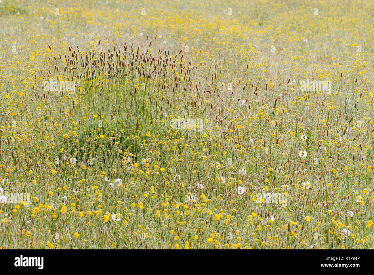 Prato di fieno su di una azienda agricola biologica con il prato fiorito renoncules (Ranunculus acris) e Timothy-erba (Phleum pratense). Powys, Galles, maggio. Foto Stock