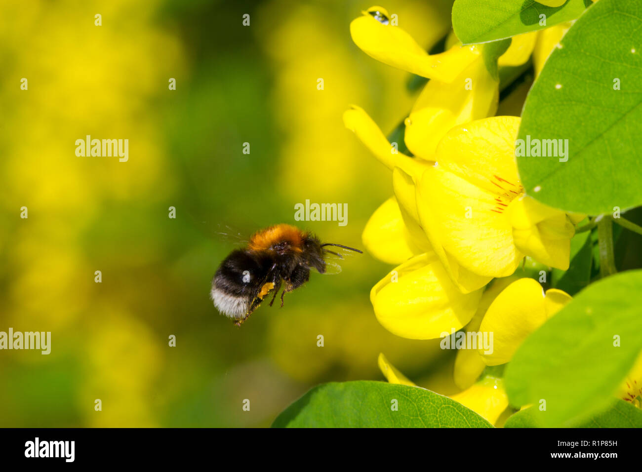 Tree Bumblebee (Bombus hypnorum) adulto lavoratore alimentando il Maggiociondolo MAGGIOCIONDOLO (anagyroides) in un giardino. Powys, Galles. Maggio. Foto Stock