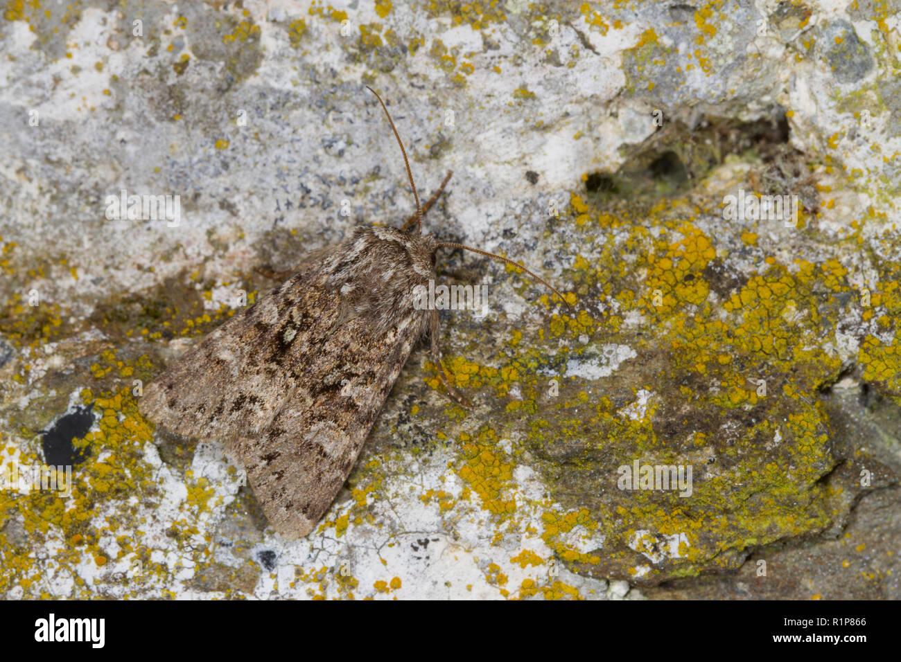 Bruno cesoie (Hadena perplexa) falena adulta in appoggio su una parete. Powys, Galles. Giugno. Foto Stock