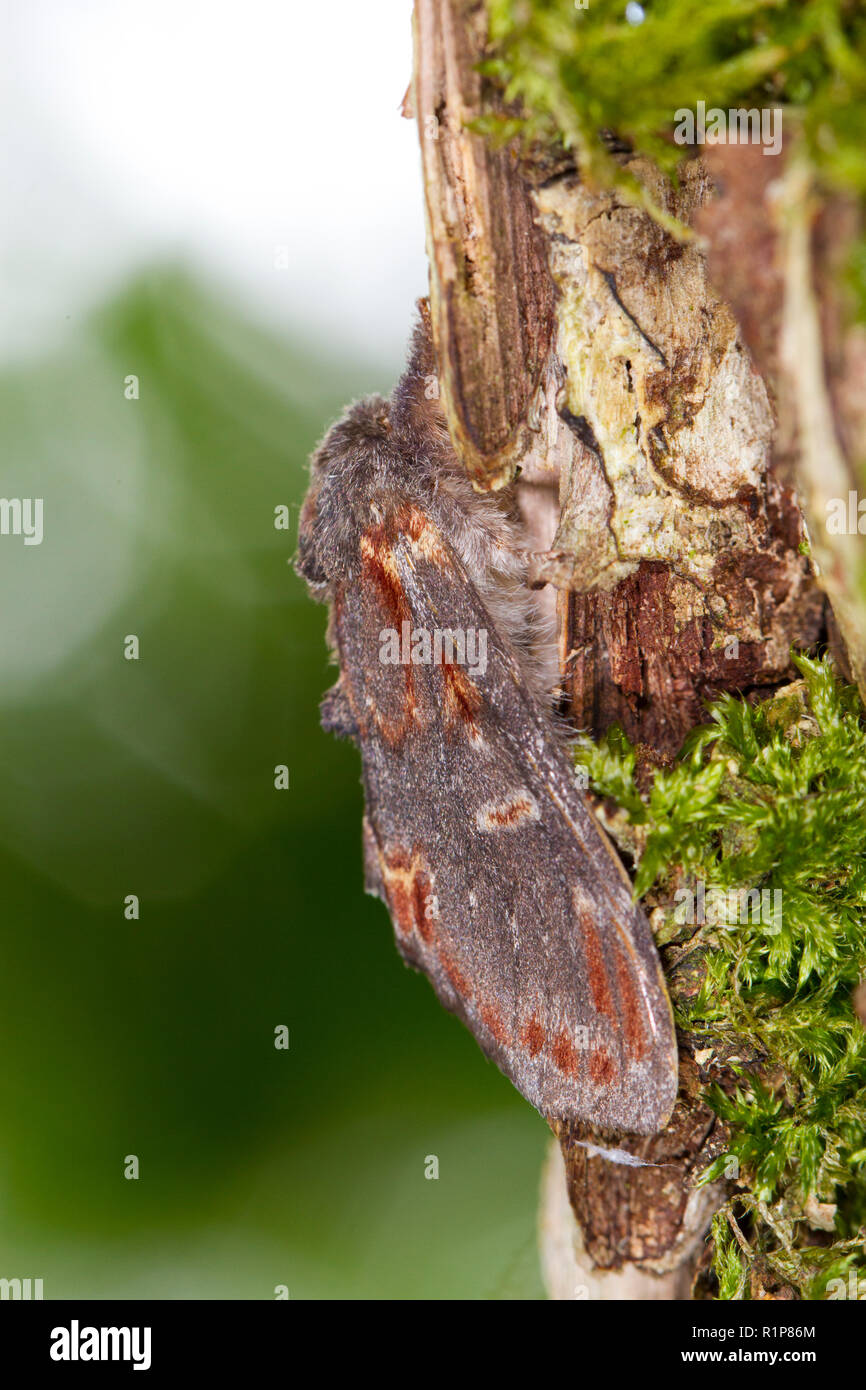 Ferro da stiro (prominente Notodonta dromedarius) falena adulta in appoggio sul tronco di quercia. Powys, Galles. Giugno. Foto Stock