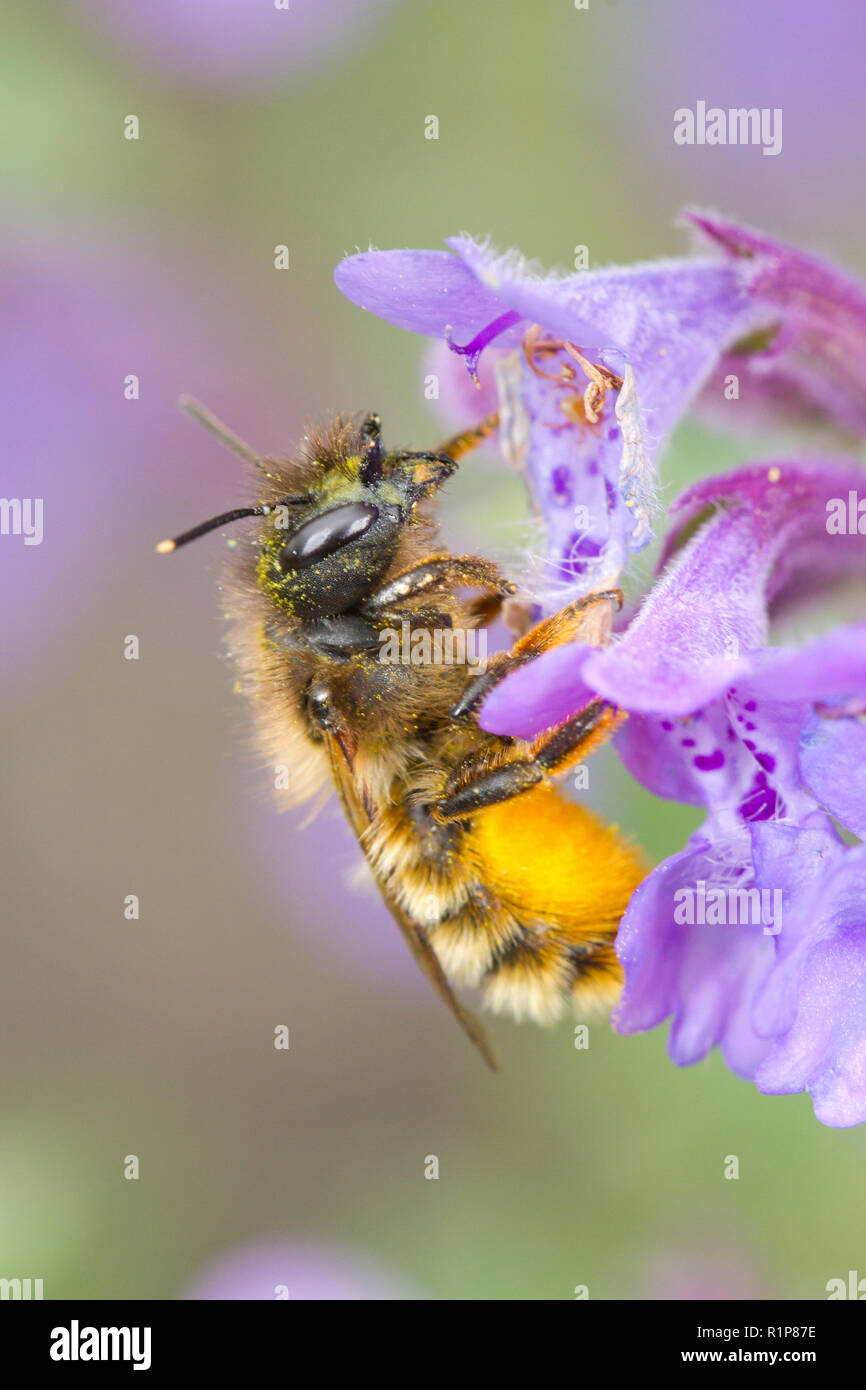 Red Mason bee (Osmia simum) femmina adulta alimentazione su Nepeta fiori in un giardino. Powys, Galles. Giugno. Foto Stock