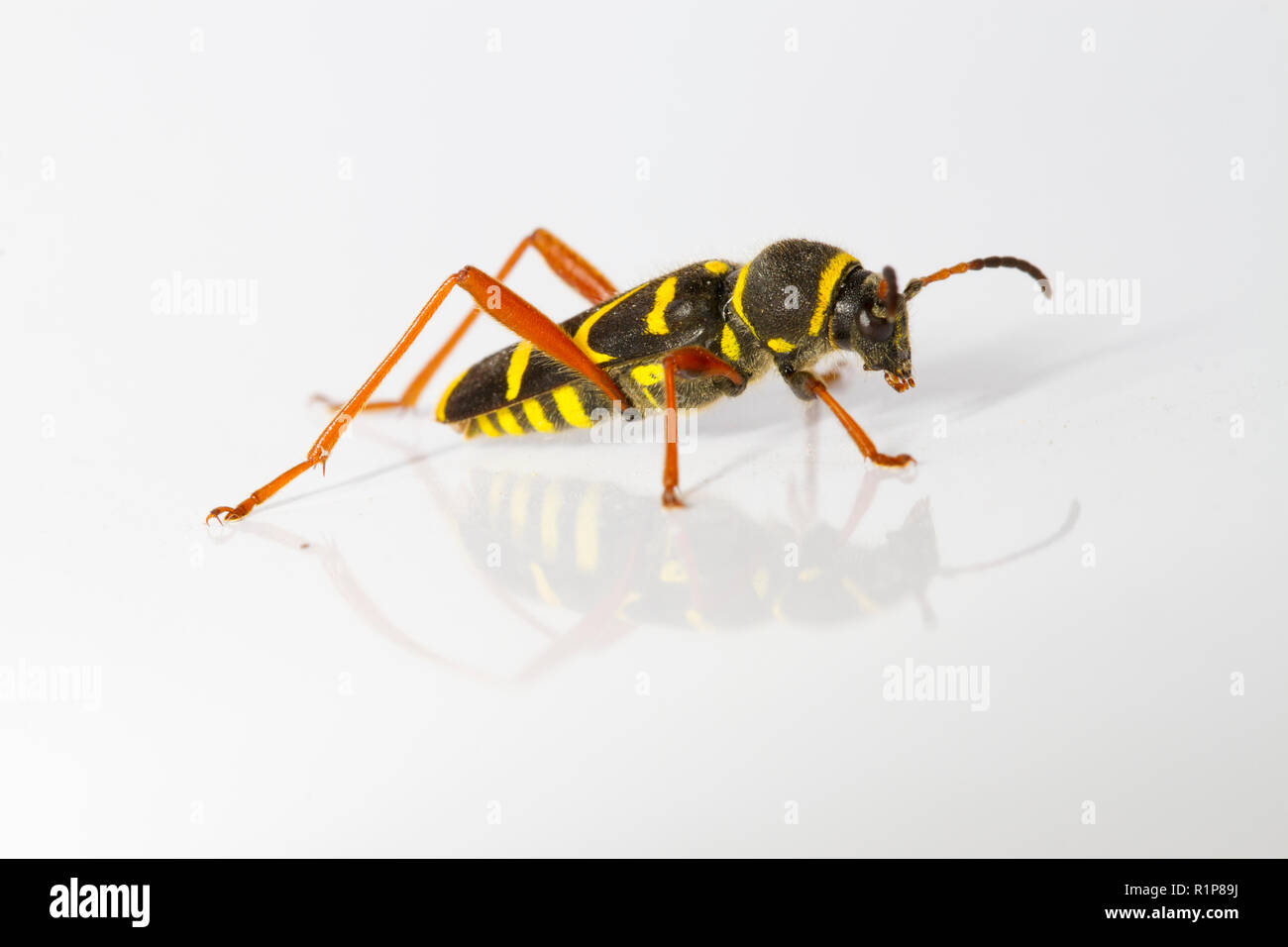 Wasp beetle (Clytus arietis), per adulti di insetti vivi fotografato su uno sfondo bianco. Powys, Galles. Giugno. Foto Stock