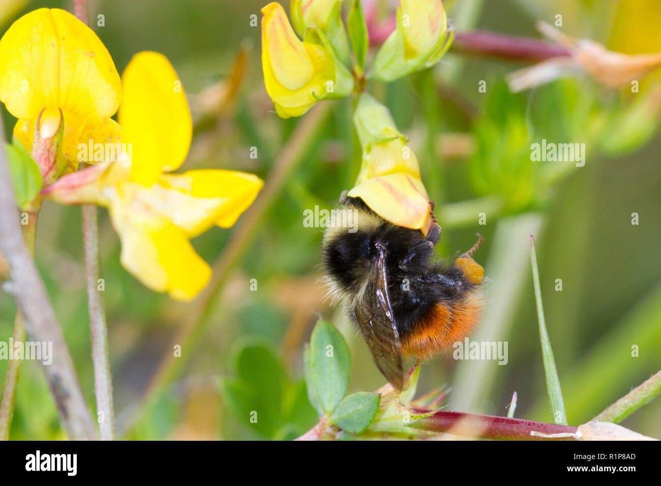 Il mirtillo bumblebee (Bombus monticola) adulto lavoratore alimentazione su Bird's-Trifoglio del piede. Powys, Galles. Giugno. Foto Stock