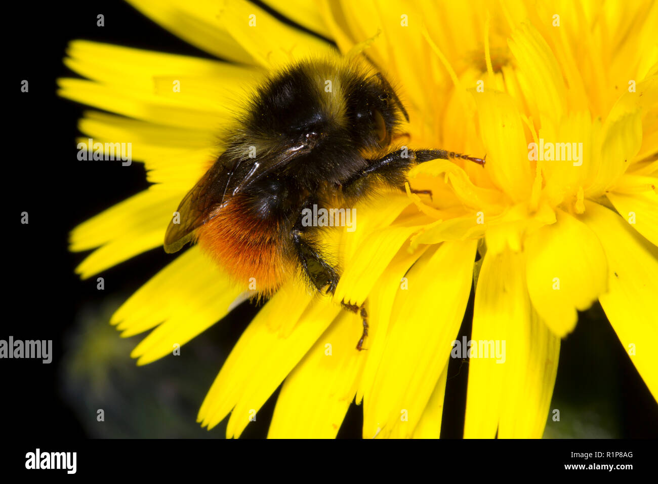 Il mirtillo bumblebee (Bombus monticola) adulto lavoratore alimentazione su un fiore di tarassaco. Powys, Galles. Giugno. Foto Stock