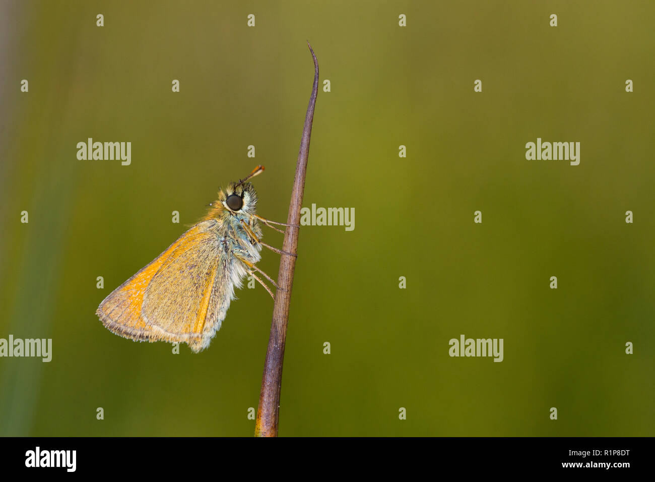 Piccola Skipper (Thymelicus sylvestris0 adulto butterfly sono ' appollaiati su una levetta rush. Powys, Galles. Luglio. Foto Stock