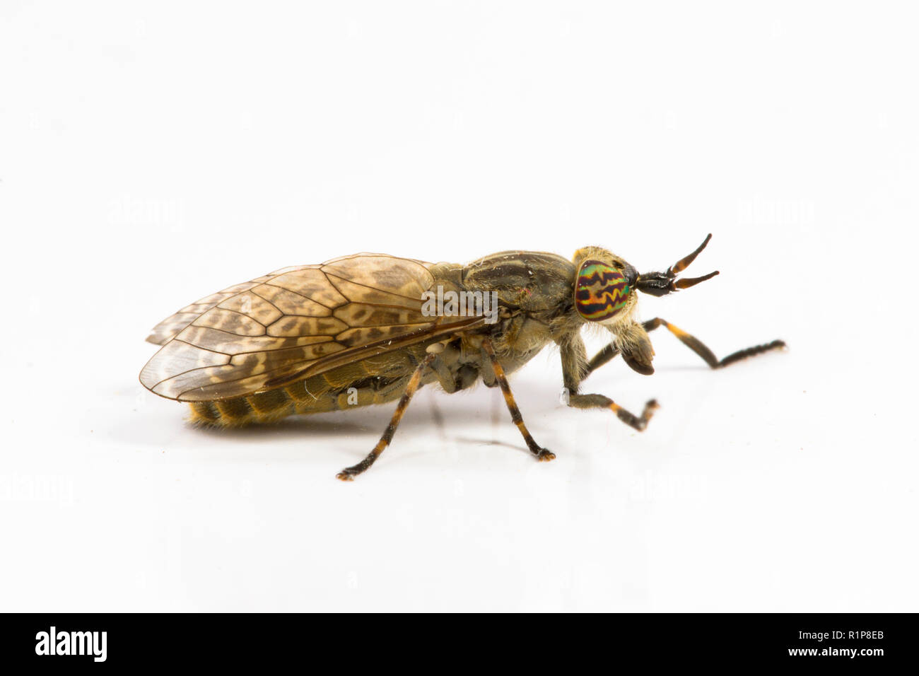 Tacca-cornuto o Cleg Horsefly (Haematopota pluvialis) femmina adulta fotografati contro uno sfondo bianco. Powys, Galles. Luglio. Foto Stock