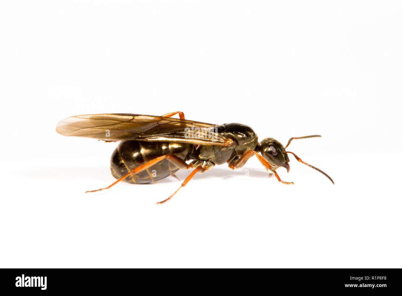Black Ant (Formica lemani) adulto alato regina o alate fotografato su uno sfondo bianco. Powys, Galles. Luglio. Foto Stock