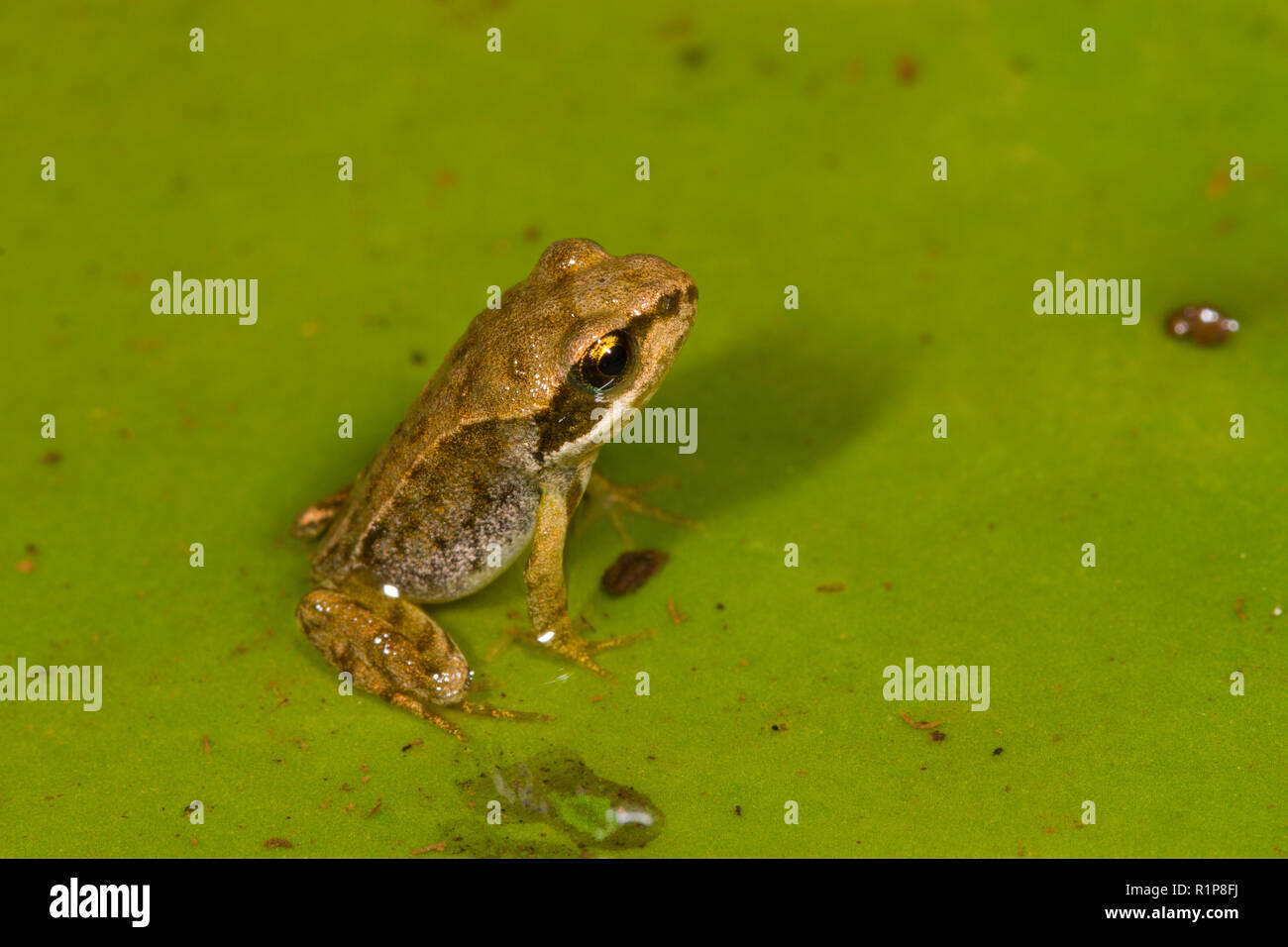 Rana comune (Rana temporaria) froglet emergente da un laghetto. Powys, Galles. Luglio. Foto Stock