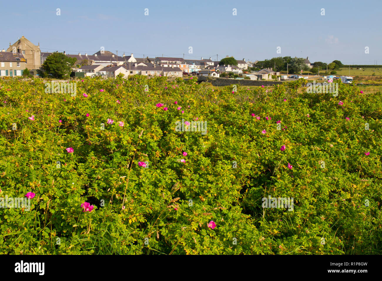 Giapponese rosa (Rosa rugosa fioritura). Specie esotiche invasive naturalizzato su dand dune. Tywyn Aberffraw, Anglesey, Galles. Luglio. Foto Stock