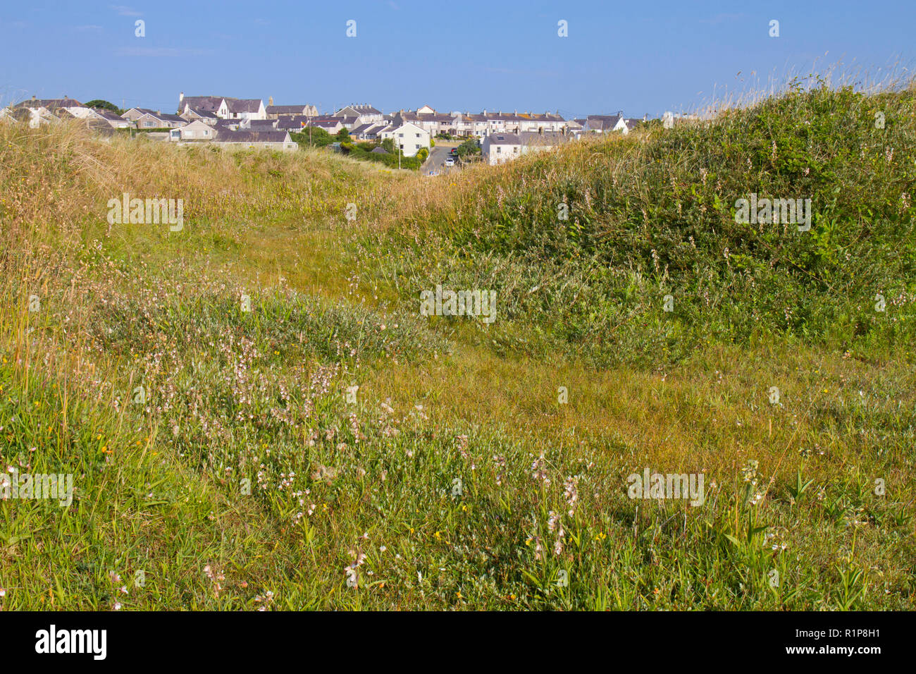 Vegetò duna di sabbia e dune habitat lasco con la fioritura di Marsh Helleborines (Bergonii palustris) e altri widflowers. Tywyn Aberffraw, Anglesey, W Foto Stock