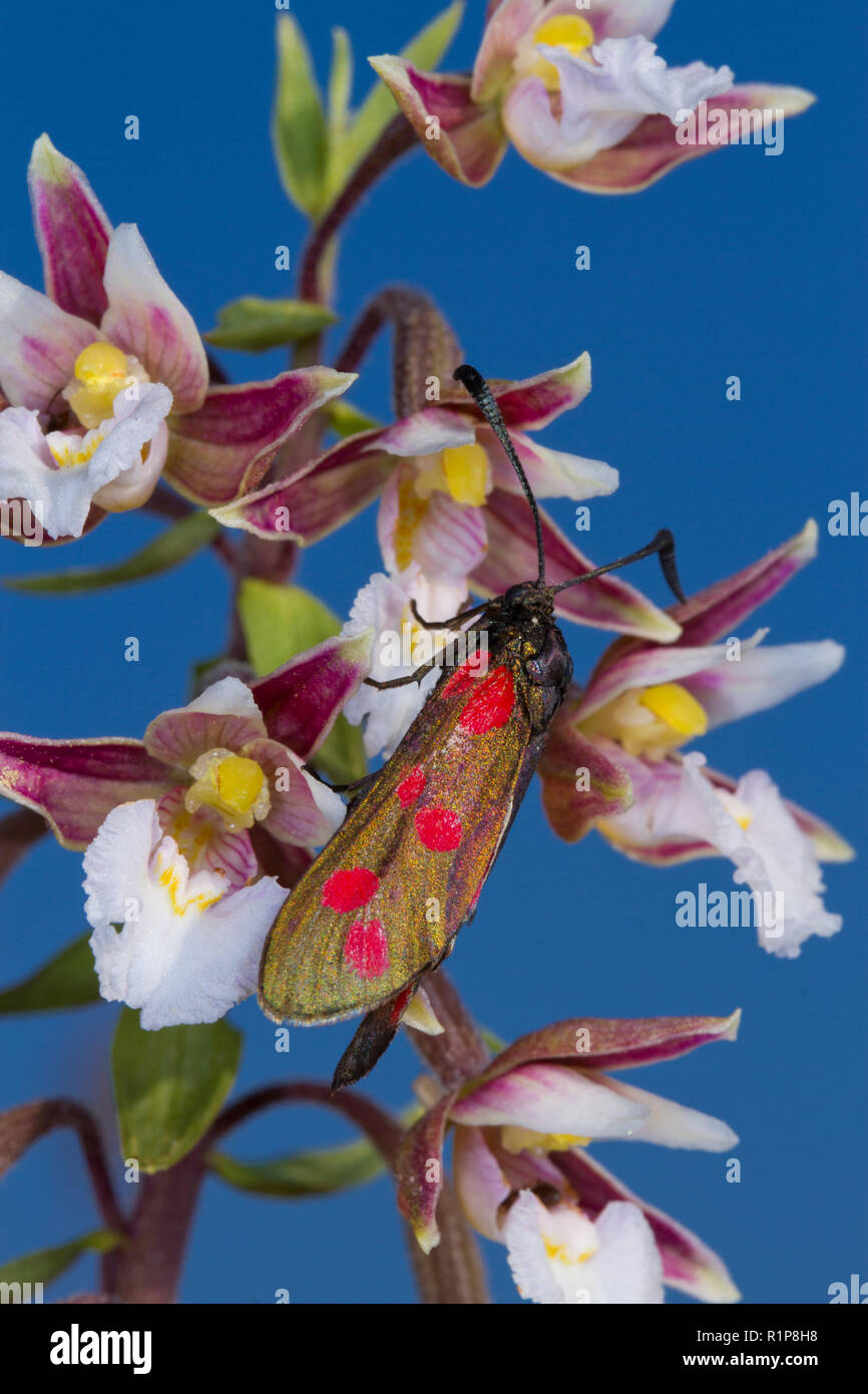 Sei in loco falena Burnett (Zygaena filipendulae) adulto su fioritura elleborina palustre (Bergonii palustris). Tywyn Aberffraw, Anglesey, Galles. Luglio. Foto Stock