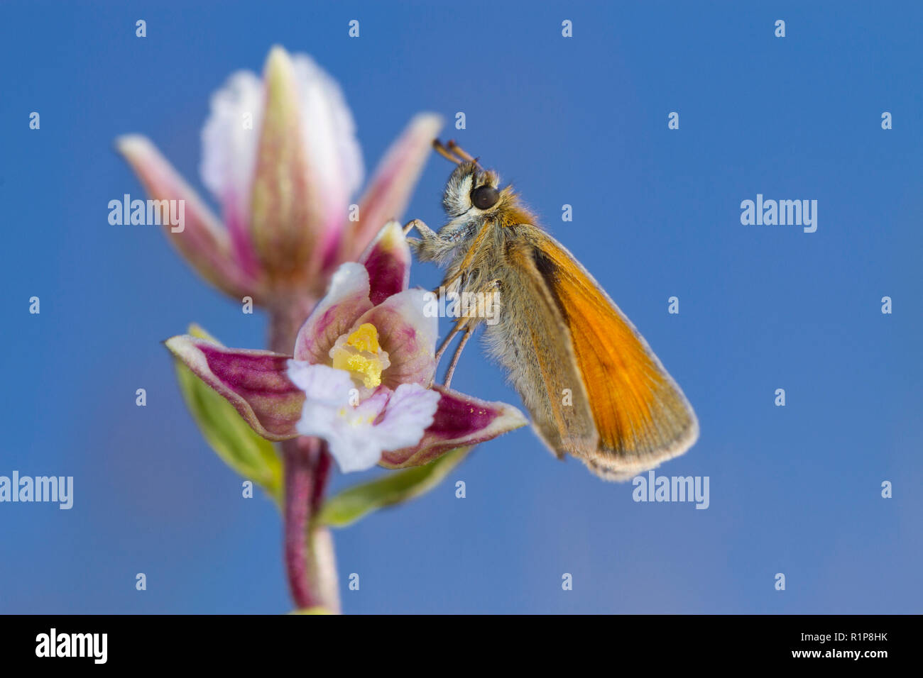 Piccola Skipper butterfly (Thymelicus sylvestris) adulto sono ' appollaiati su fioritura elleborina palustre (Bergonii palustris). Tywyn Aberffraw, Anglesey, Galles. Foto Stock