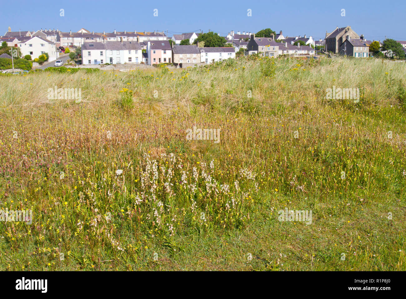 Vegetò duna di sabbia e dune habitat lasco con la fioritura di Marsh Helleborines (Bergonii palustris) e altri widflowers. Tywyn Aberffraw, Anglesey, W Foto Stock